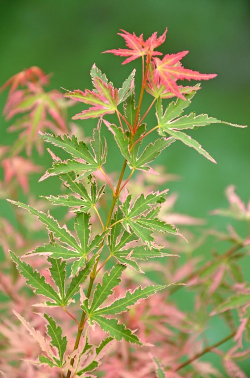 Epipremnum Pinnatum Global Green