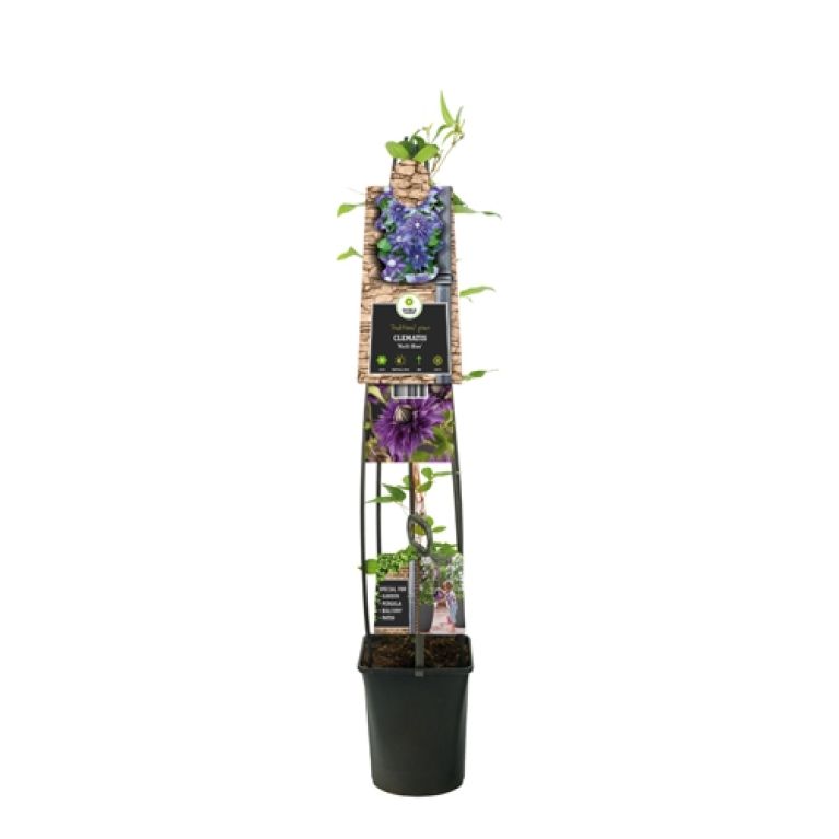 Syngonium Red Spot blad