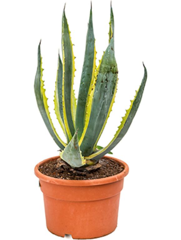 Philodendron Brandtianum