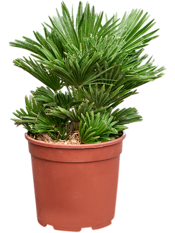 Epipremnum Pinnatum Global Green blad variegata