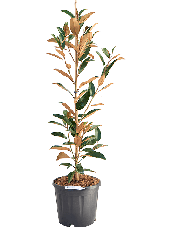 Hoya Krohniana Silver blad