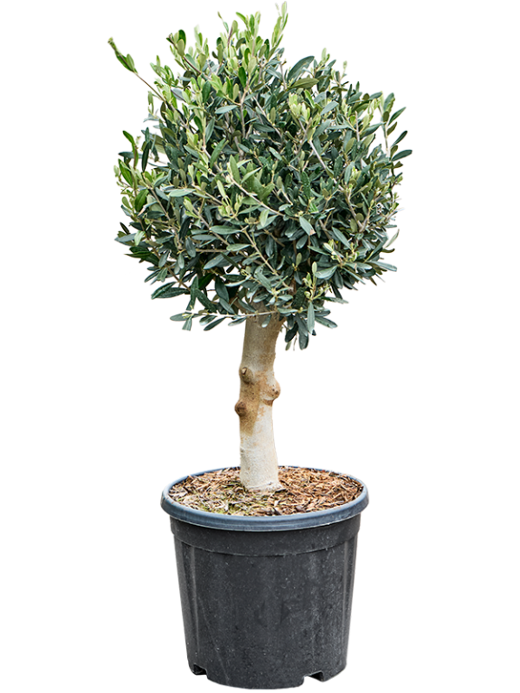 Epipremnum Pinnatum Global Green