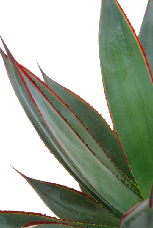 Agave shaka zulu