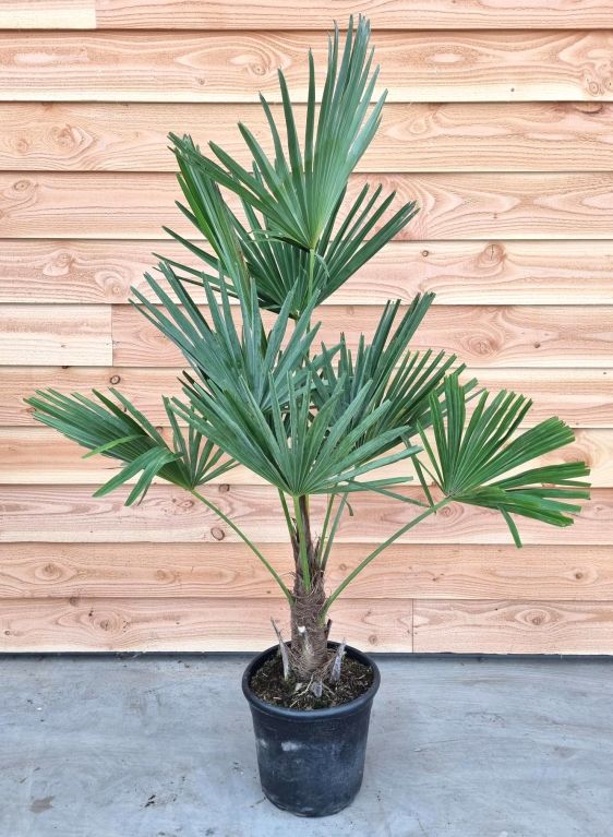 Epipremnum Pinnatum Global Green