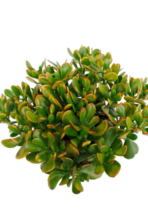 Hoya Krohniana Silver blad
