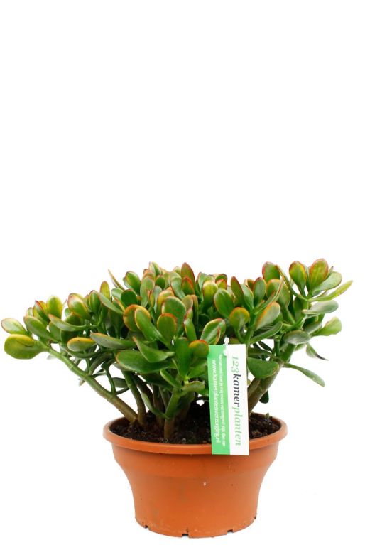 Hoya Krohniana Silver blad