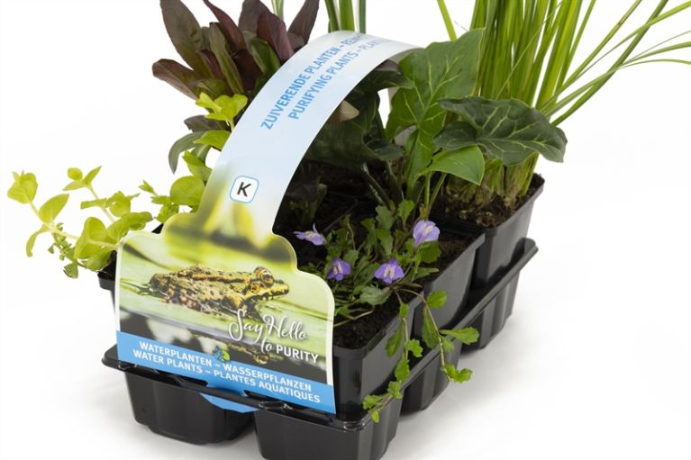 Scindapsus Treubii Dark plant