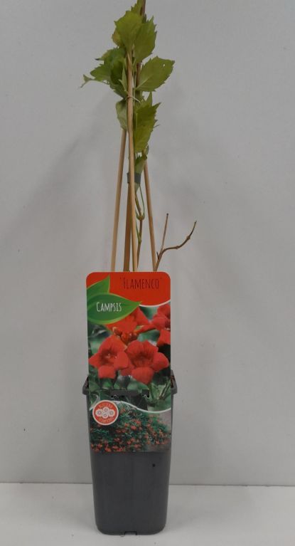 Scindapsus Treubii Dark