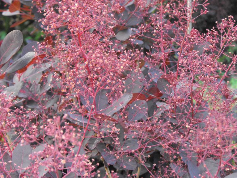 Syngonium Pink Splash