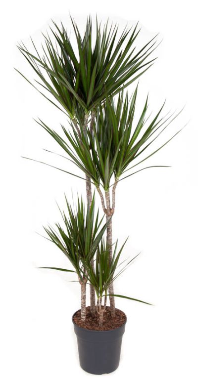 Scindapsus Treubii Dark plant