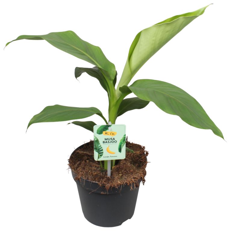 Scindapsus Treubii Dark plant