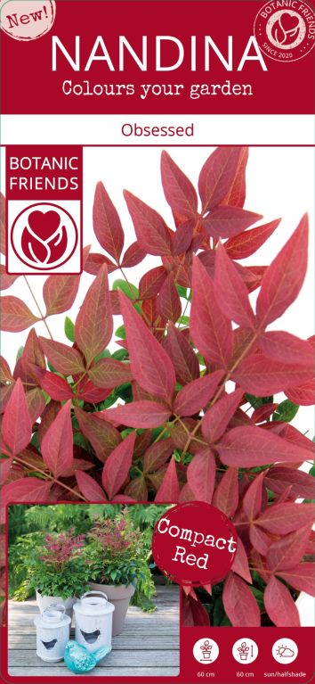 Syngonium Red Spot blad