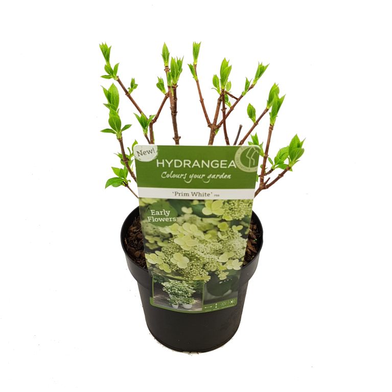 Philodendron Melanochrysum blad