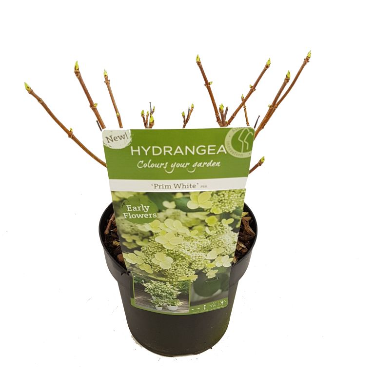 Hoya Krohniana Silver blad