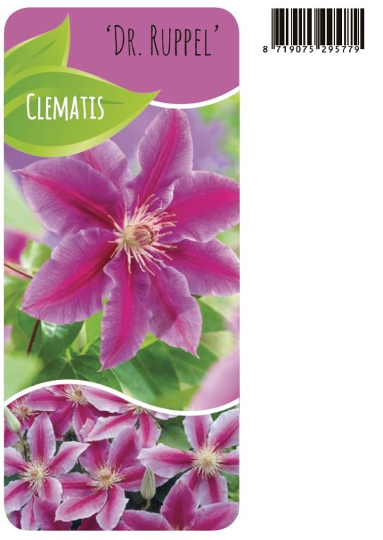 Syngonium Pink Splash
