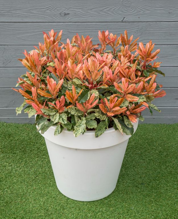 Syngonium Red Spot blad