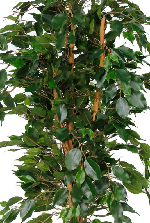 Ficus exotica