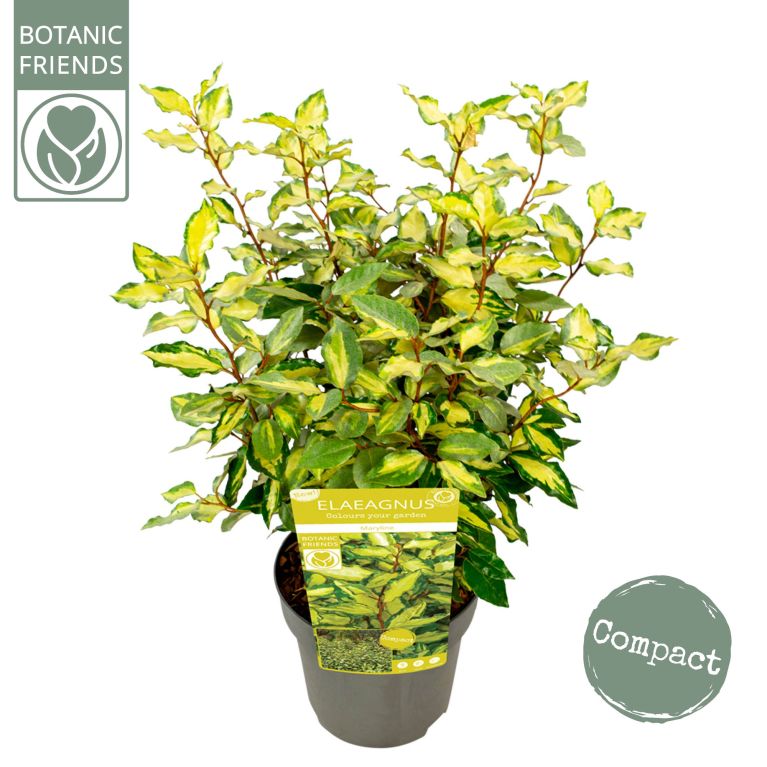 Epipremnum Pinnatum Global Green