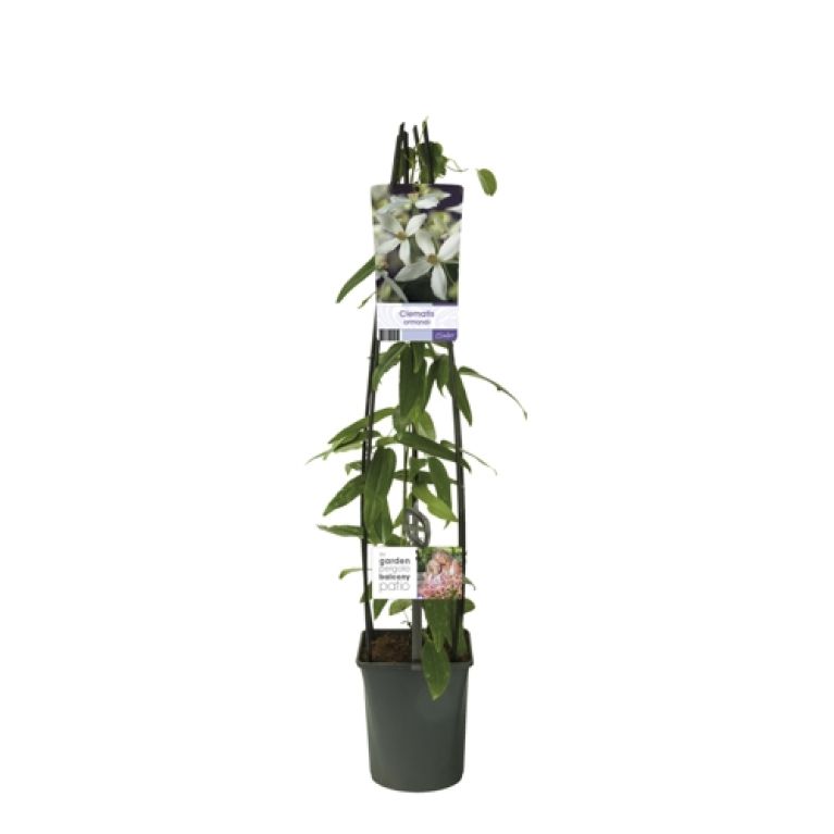 Scindapsus Treubii Dark