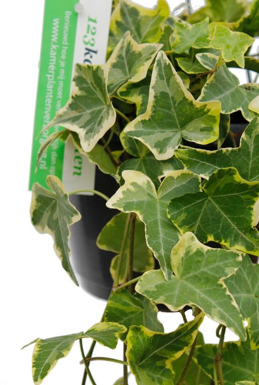 Hoya Krohniana Silver blad