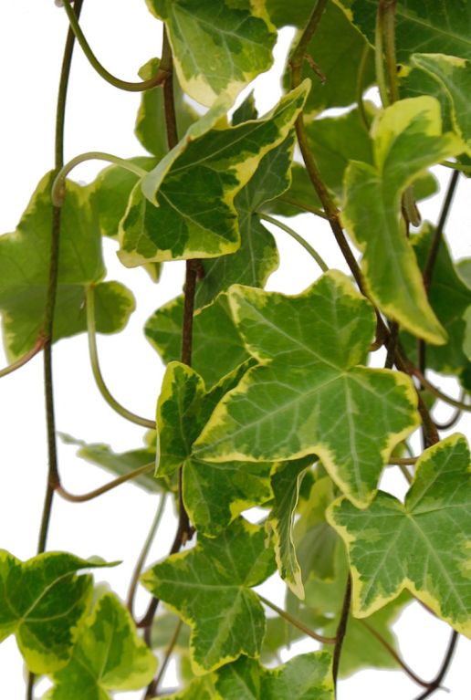 Monstera Siltepecana