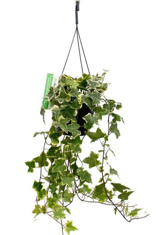 Philodendron Brandtianum