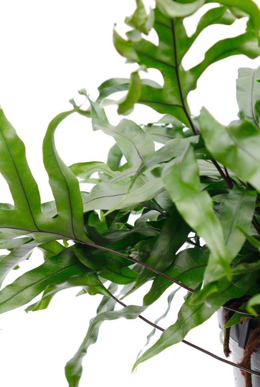 Hoya Krohniana Silver blad