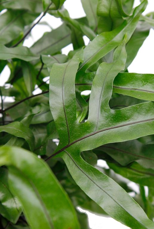 Monstera Siltepecana