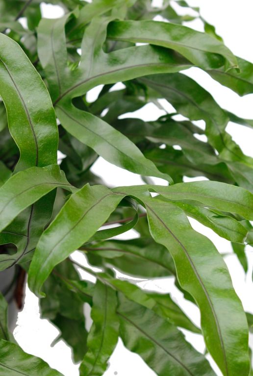 Alocasia Branchifolia Pink Passion blad