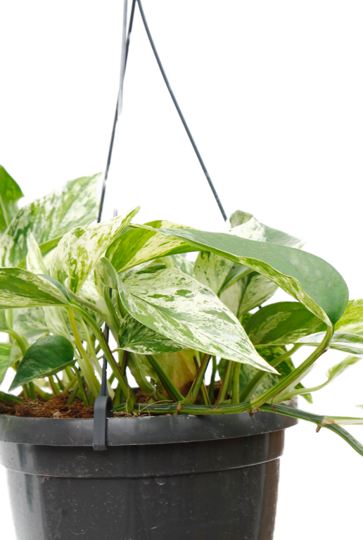 Monstera Siltepecana