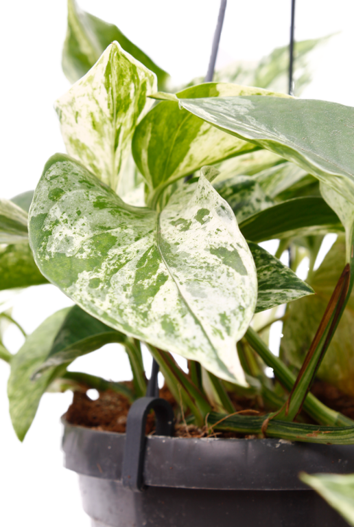 Alocasia Branchifolia Pink Passion blad