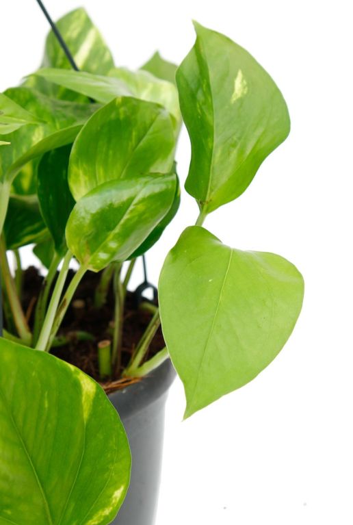 Alocasia Ninja blad
