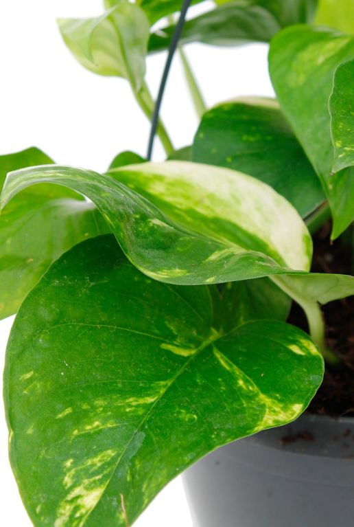 Monstera Siltepecana