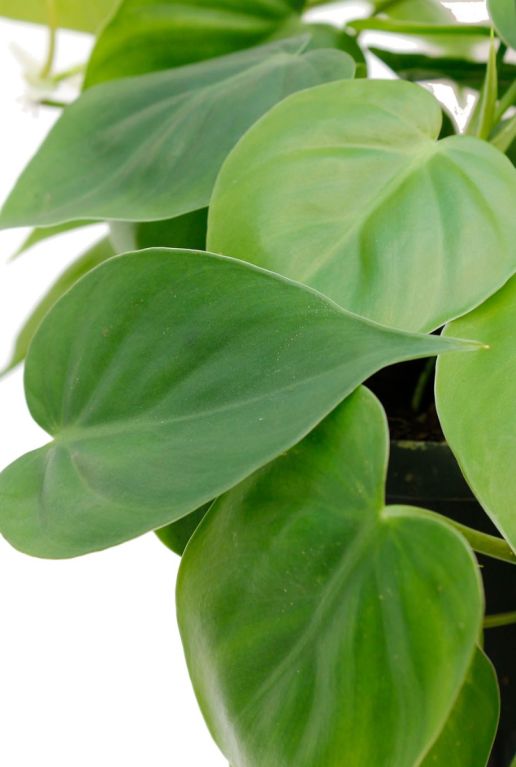 Monstera Siltepecana