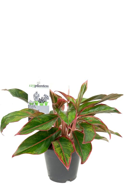 Aglaonema crete plante d'intérieur 