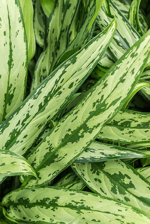 Aglaonema cutlass 1