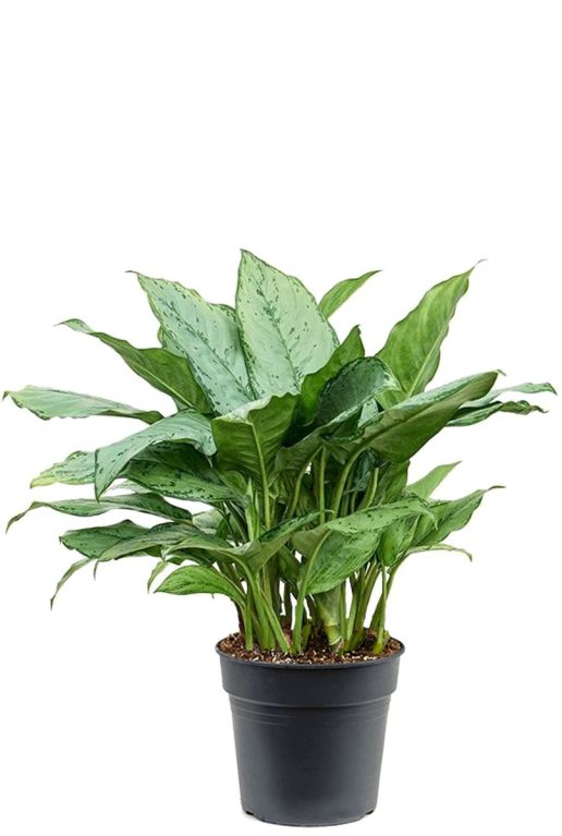Syngonium Red Spot blad
