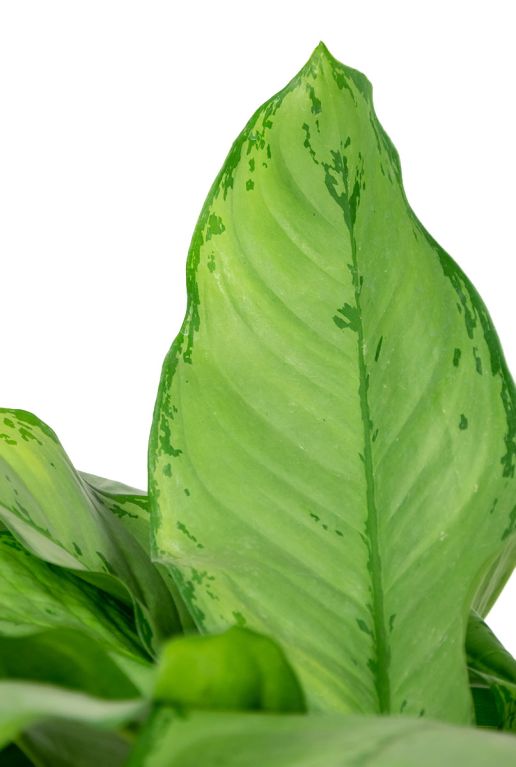 Syngonium Red Spot blad