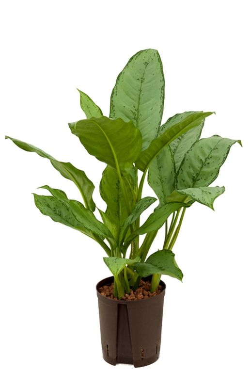 Aglaonema freedman hydro plant