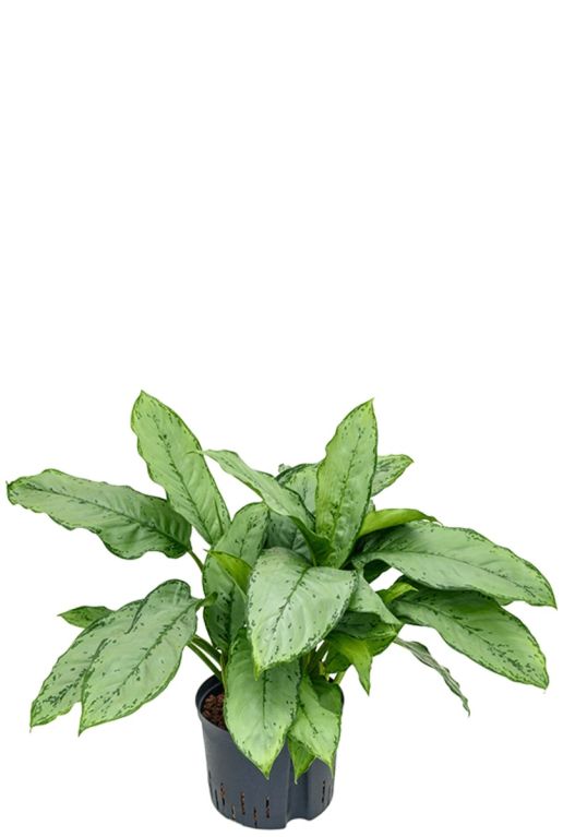 Hoya Krohniana Silver blad