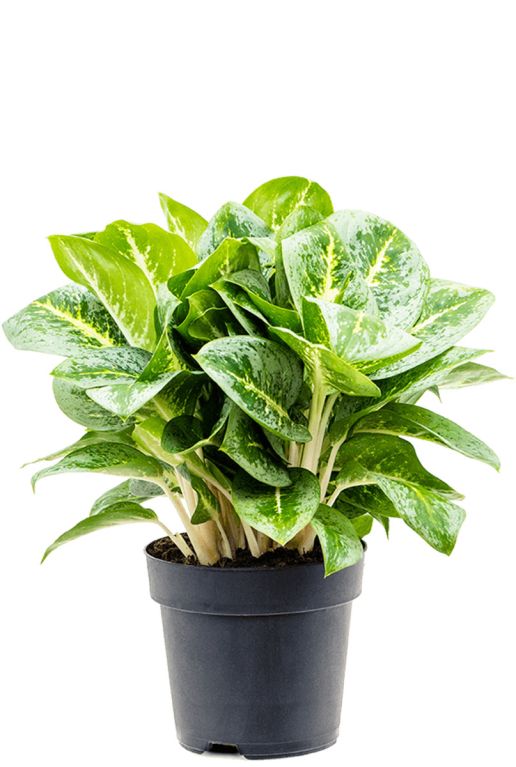 Aglaonema lemon mint