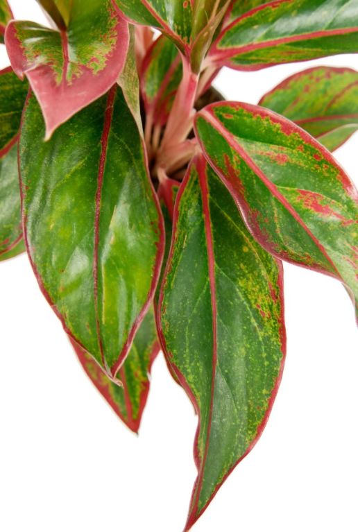 Plante Aglaonema avec des rayures roses