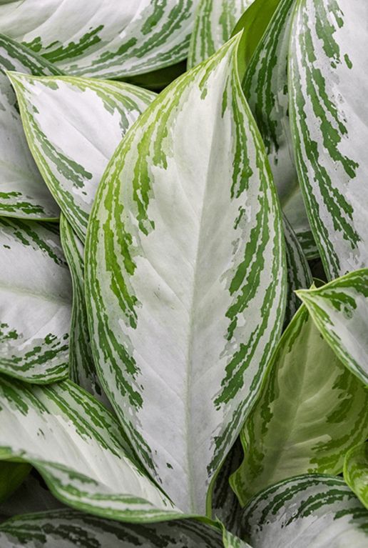 Hoya Krohniana Silver blad