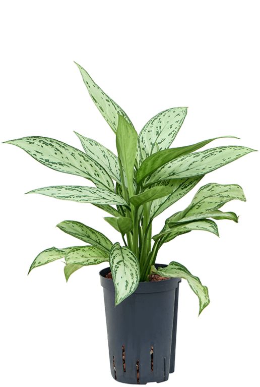 Alocasia Branchifolia Pink Passion blad
