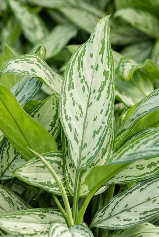 Aglaonema silver queen blad