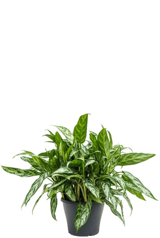 Aglaonema silver queen kamerplant