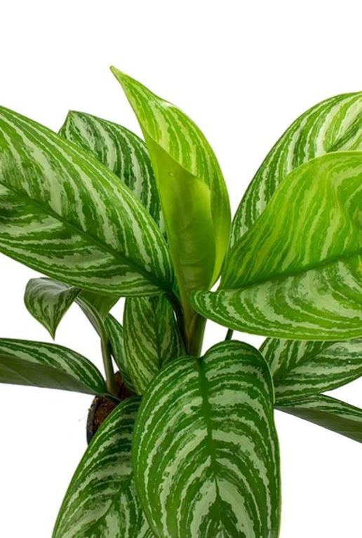 Aglaonema stripes 1