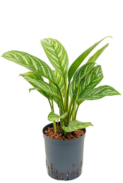 Aglaonema stripes hydrocultuur