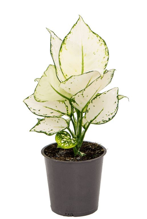 Aglaonema white joy