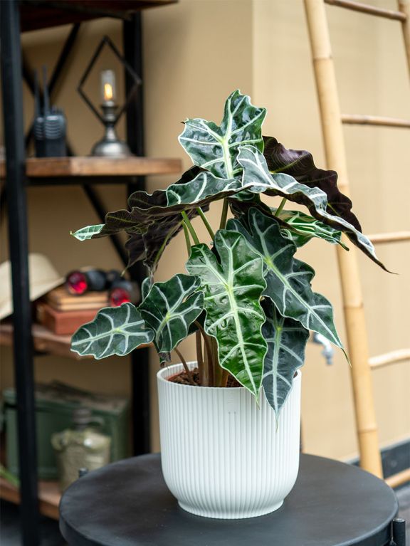 Alocasia-polly-kamerplant